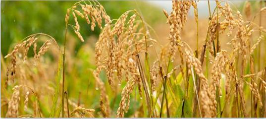 斯道拉恩索集團(tuán)公布2017年上半年度財報:轉(zhuǎn)型項目帶來的積極影響正加速顯現(xiàn)