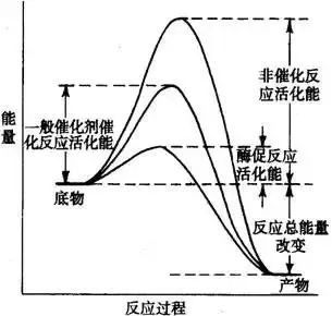苦背生物數年, 竟不如牢記這幾張圖 學霸教你少走彎路節省時間